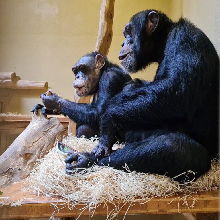 zoo krefeld: schimpansen erfolgreich zusammengeführt