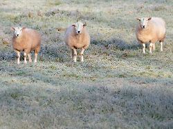 16 12 2025 baden wuerttemberg heiligkreuzsteinach schafe stehen auf einer von raureif bedeckten wiese