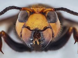 asiatische riesenhornisse asiatische riesenhornisse vespa mandarinia origbildgroesse 8686x4292 px