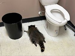 auf diesem von samantha martin hanover county protection zur verfuegung gestellten foto ist ein betrunkener waschbaer zu sehen der am samstag den 29 november 2025 ohnmaechtig in einer toilette liegt