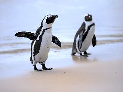brillenpinguine spheniscus demersus paerchen am strand boulders beach simon s town westkap suedafrika