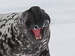can 2008 klappmuetze cystophora cristata drohender bulle en hooded seal cystophora cristata male threatening can 2008 hooded seal cystophora cristata male threatening