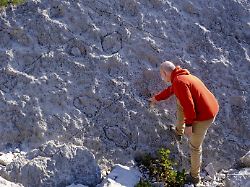 dinosaurierspuren felsturzgebiet biotop marocche di dro bei dro sarca tal trentino italien europa modellfreigabe vorhanden