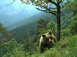 ein baer laeuft durch ein huegeliges gebiet im trentino undatiertes handout zur dpa berichterstattung und zum dpa korr ueber baeren im trentino