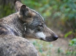 ein europaeischer wolf canis lupus lupus abschuesse von woelfen sollen nach dem willen der bundesregierung erleichtert werden