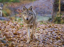 ein wolf geht vorsichtig durch das laub im wald die bundesregierung will den abschuss von problemwoelfen erleichtern
