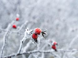 gefrorene hagebutten haengen bei eisigen temperaturen an einem hagebuttenstrauch