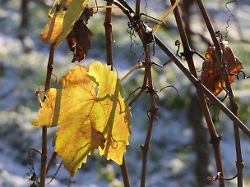 herbst im weinberg gelbe und braune weinblaetter an den rebstoecken schnee im gras goldener herbst im weinanbaugebiet rheinhessen deutschland