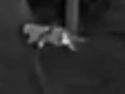 in einem waldgebiet bei kalenborn landkreis ahrweiler in rheinland pfalz hat ein jaeger diese foros von einer vermeintlichen grosskatze aufgenommen