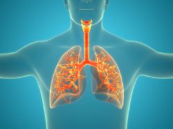 menschliches atmungssystem anatomie der lunge 3d illustration concept of human respiratory system lungs anatomy licenserf copyright xzoonar