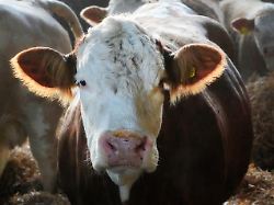 mutterkuhherde im winterquartier fleischfleckvieh mutterkuh praemie laufstall mit selbstfangfressgittern tiefstreustall silage und heufuetterung
