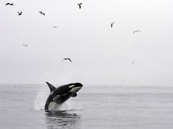 schwertwal schwert wal killerwal killer wal orca orcinus orca im sprung usa kalifornien orca great killer whale grampus orcinus orca jumping usa california
