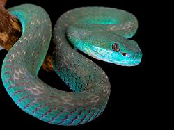 white lipped island pitviper trimeresurus albolabris insularis