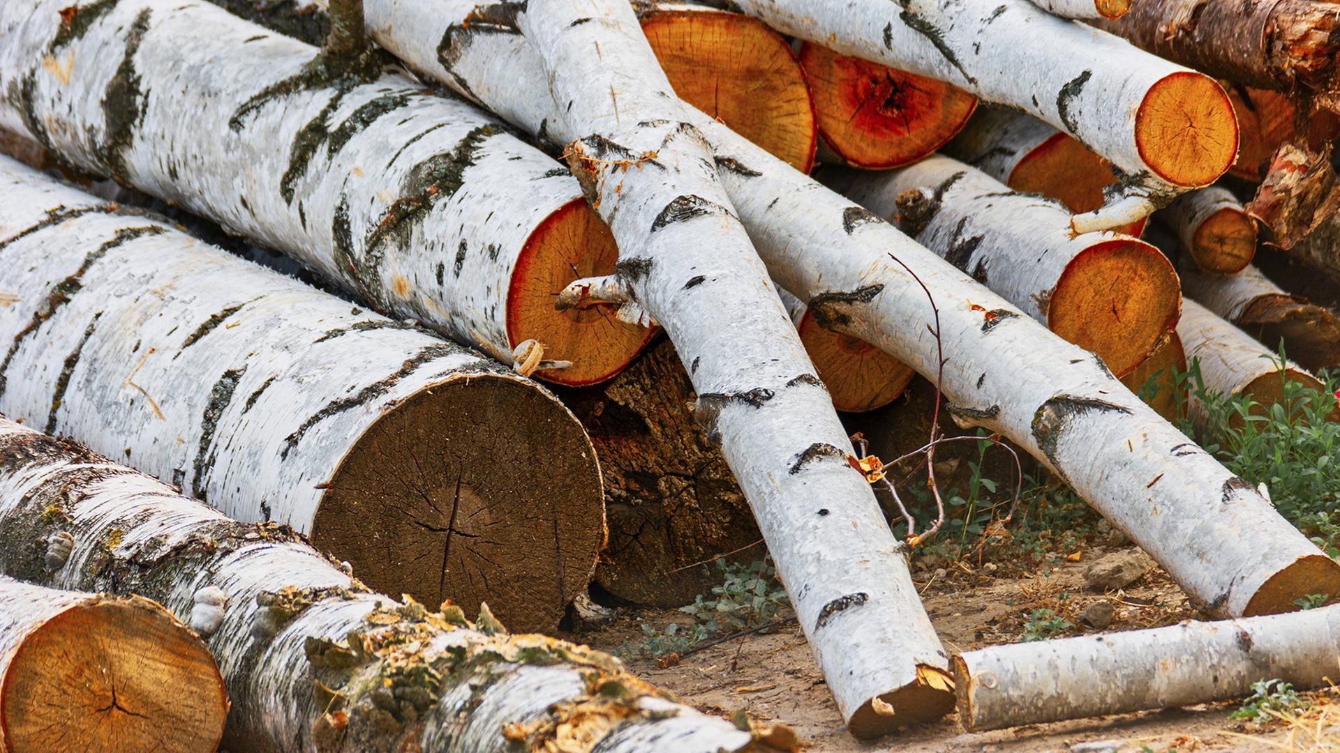 birkenholz staemme 100