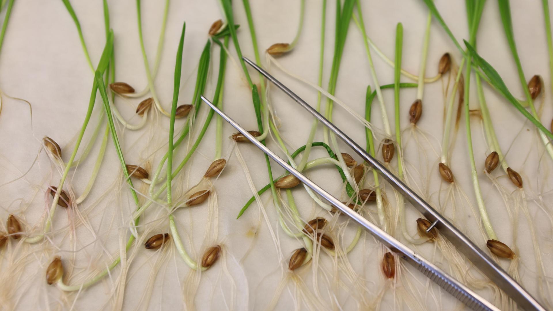 gentechnisch veraenderte pflanze 100