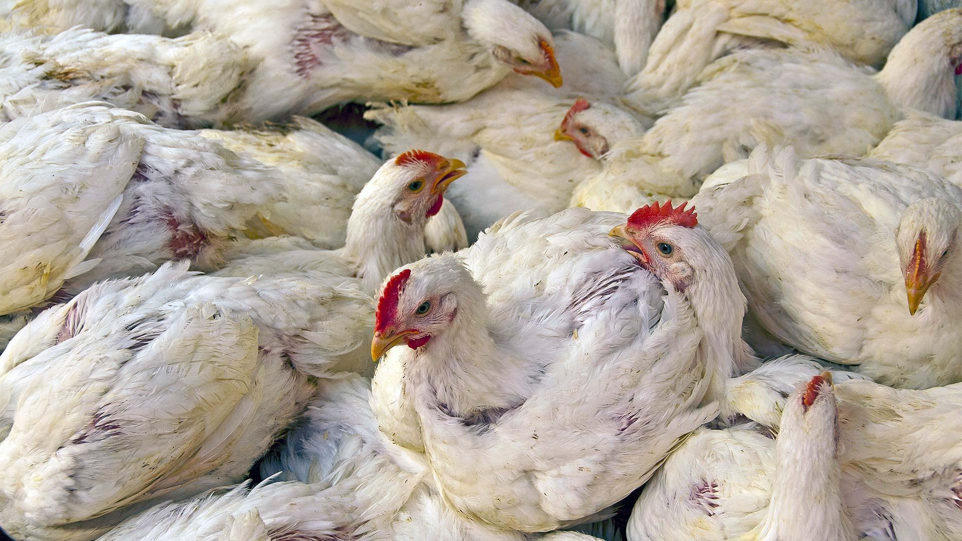 massentierhaltung 104