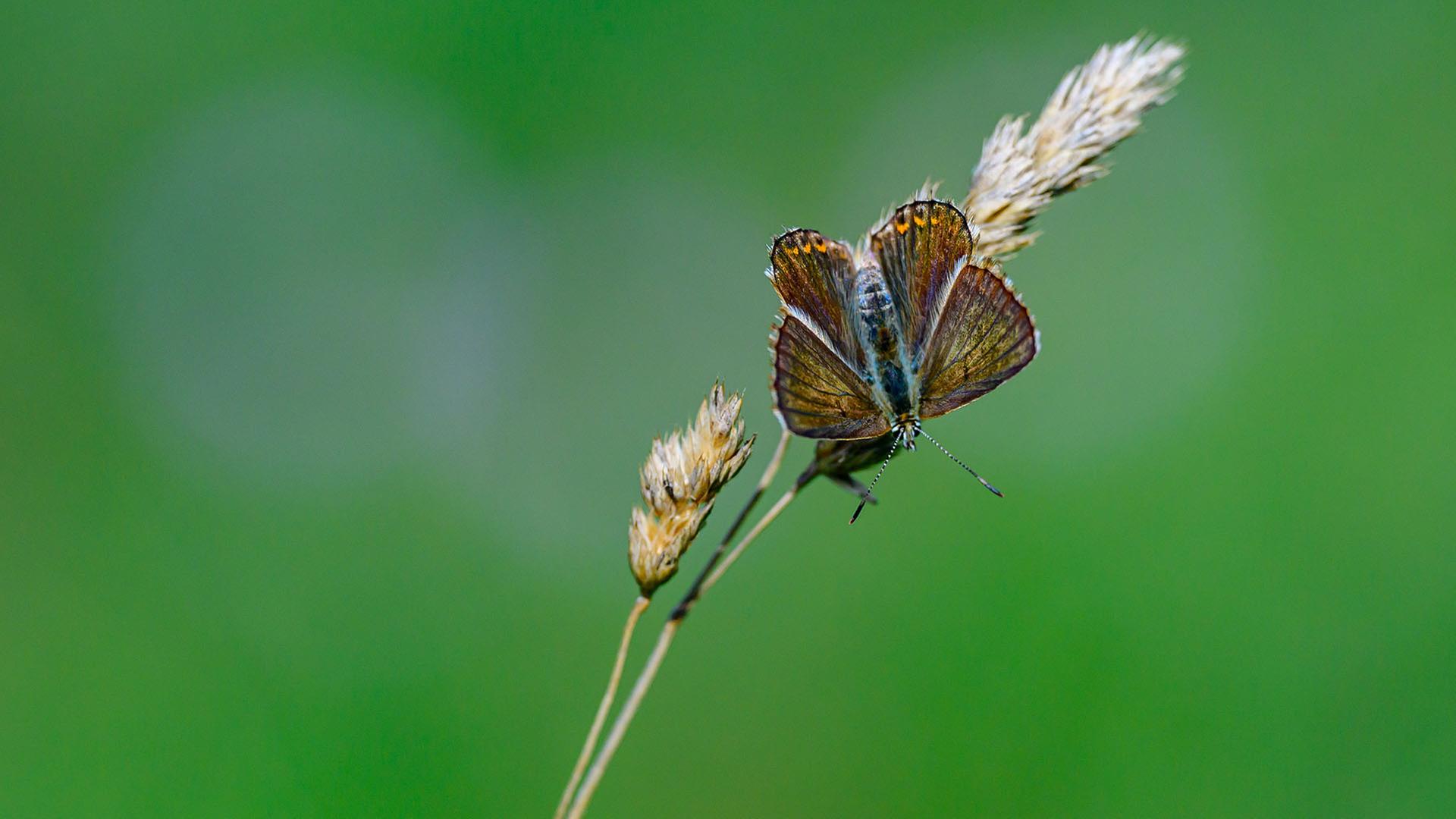 tagfalter auf wiese 100
