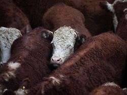 62e6fe8eb4c78015e3c9c4a76a74b89d 1