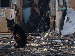 a wounded dog seats at the site of the russian drone strike amid russia s attack on ukraine near the city of chornomorsk odesa region ukraine january 21 2026