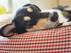 archiv 09 10 2017 bayern ebing die beagle mischlings huendin franky liegt am 10 10 2017 entspannt in ihrem flauschigen bett in ebing bayern