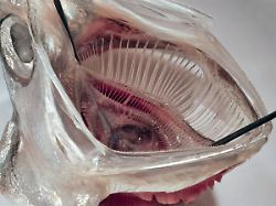 blanke sardelle seitlich stack methode b