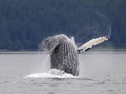 buckelwal megaptera novaeangliae point adolphus gustavus glacier bay national park alaska