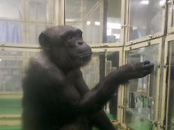 chimpanzee file photo taken in inuyama aichi prefecture on sept 25 2018 shows a chimpanzee named ai at a kyoto university primates research laboratory in the central japan city