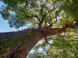 cinnamomum camphora tree in the imperial palace garden tokyo japan the view up to the crown of ancient camphor tree cinnamomum camphora at the imperial palace garden tokyo japan copyright xzoonar