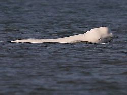 dieses von der stiftung sos dolfijn zur verfuegung gestellte foto zeigt einen weissen belugawal delphinapterus leucas in der nordsee vor der nordhollaendischen kueste
