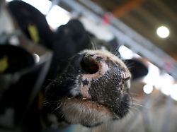 erstmals sind in europa bei einer kuh antikoerper gegen die vogelgrippe festgestellt worden