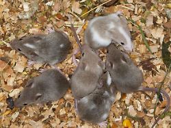 farbmaus farb maus labormaus labor maus mus musculus f domestica jungtiere im nest fancy mouse mus musculus f