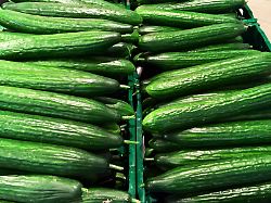 frische gurke salatgurke schlangengurke beim discounter fresh cucumber salad cucumber snake cucumber at the discount store