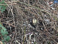 fundstelle der menschlichen knochen