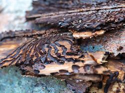 gaenge von borkenkaefern sind unter der rinde einer fichte zu sehen