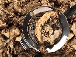 heilpflanze traubensilberkerze getrocknete wurzel dried roots of the medicinal plant black snake root cimicifuga racemosa 1