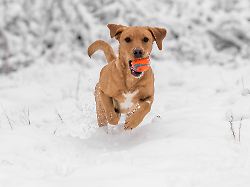 hund haben ist herzenssache kein steuersparmodell nur in bestimmten faellen erkennt das finanzamt ausgaben fuer den vierbeiner an
