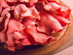 rosa austernpilz buendel nahaufnahme roh keine menschen