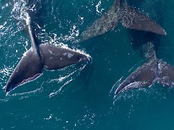 suedkaper eubalaena australis im atlantischen ozean