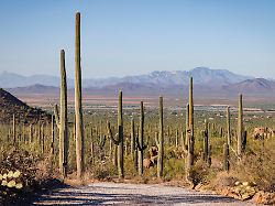 the iconic bajada loop drive in arizona s saguaro national park
