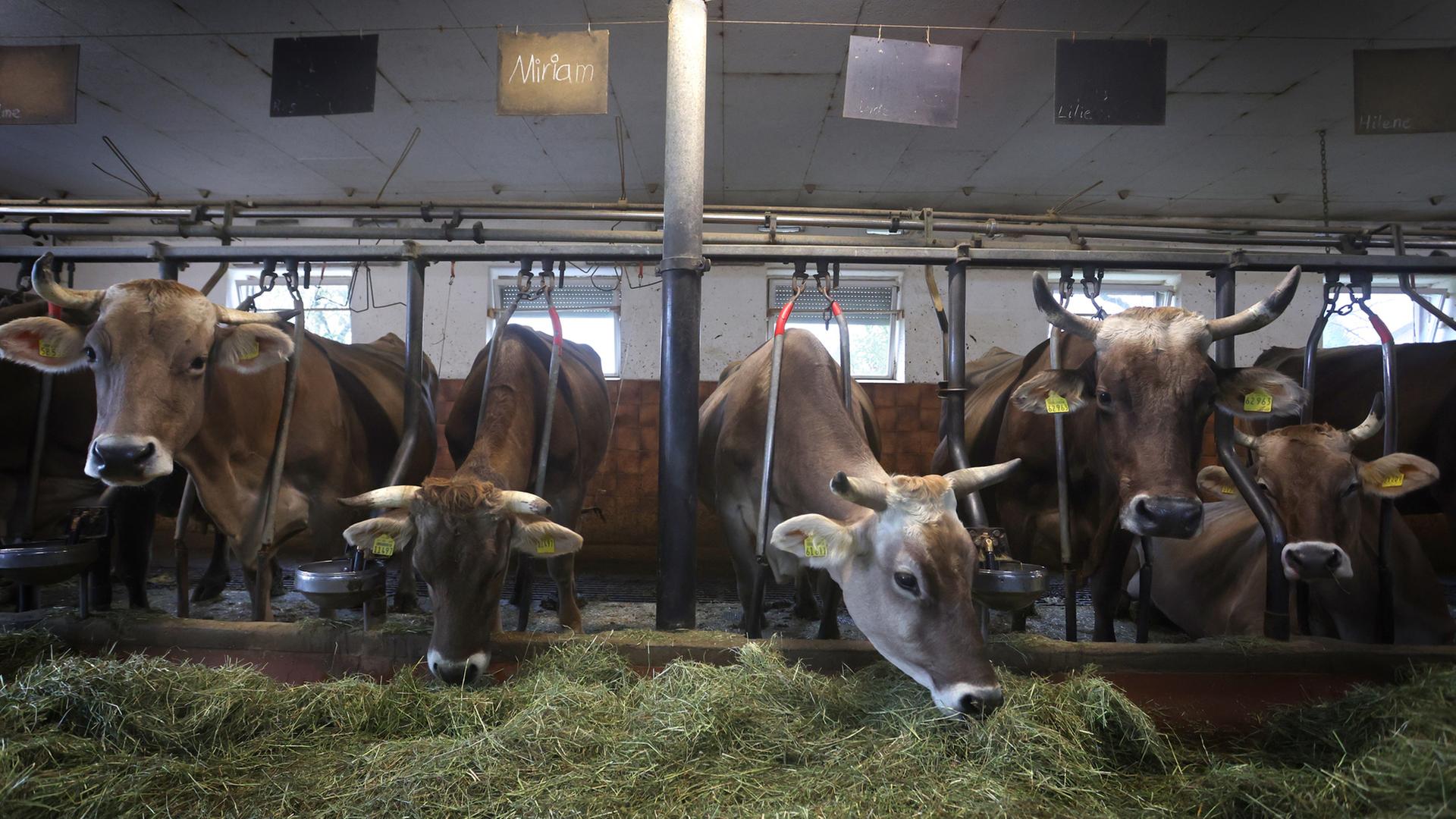 anbindehaltung rinder 100