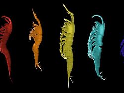 csm neue krebsarten 936a7cb91a