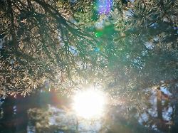 frostiges winterwetter vereiste kiefernnadeln an einem baum sonnenstern und lens flare gegenlichtaufnahme