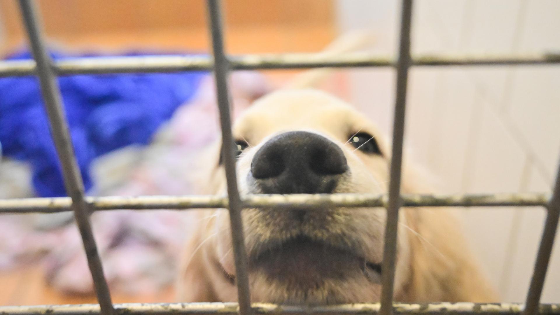 hund hinter gittern 100