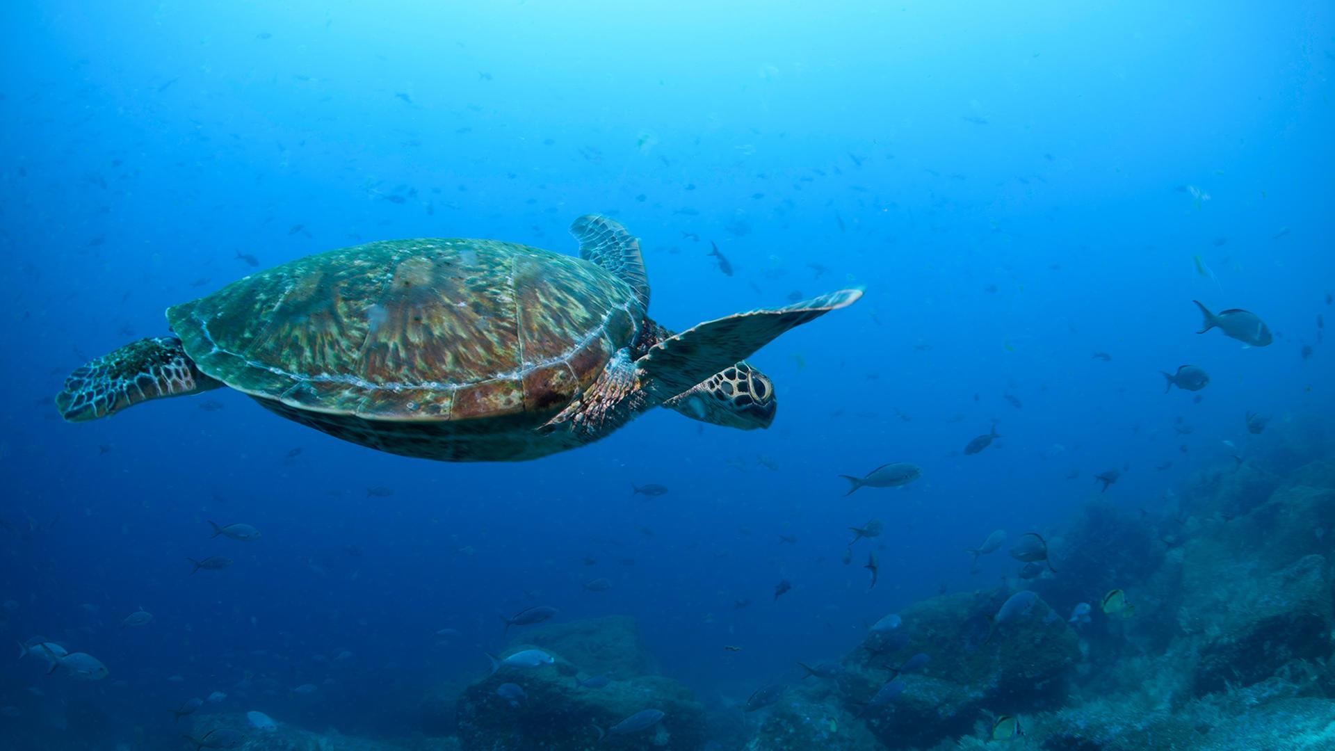 meeresschildkroete 120