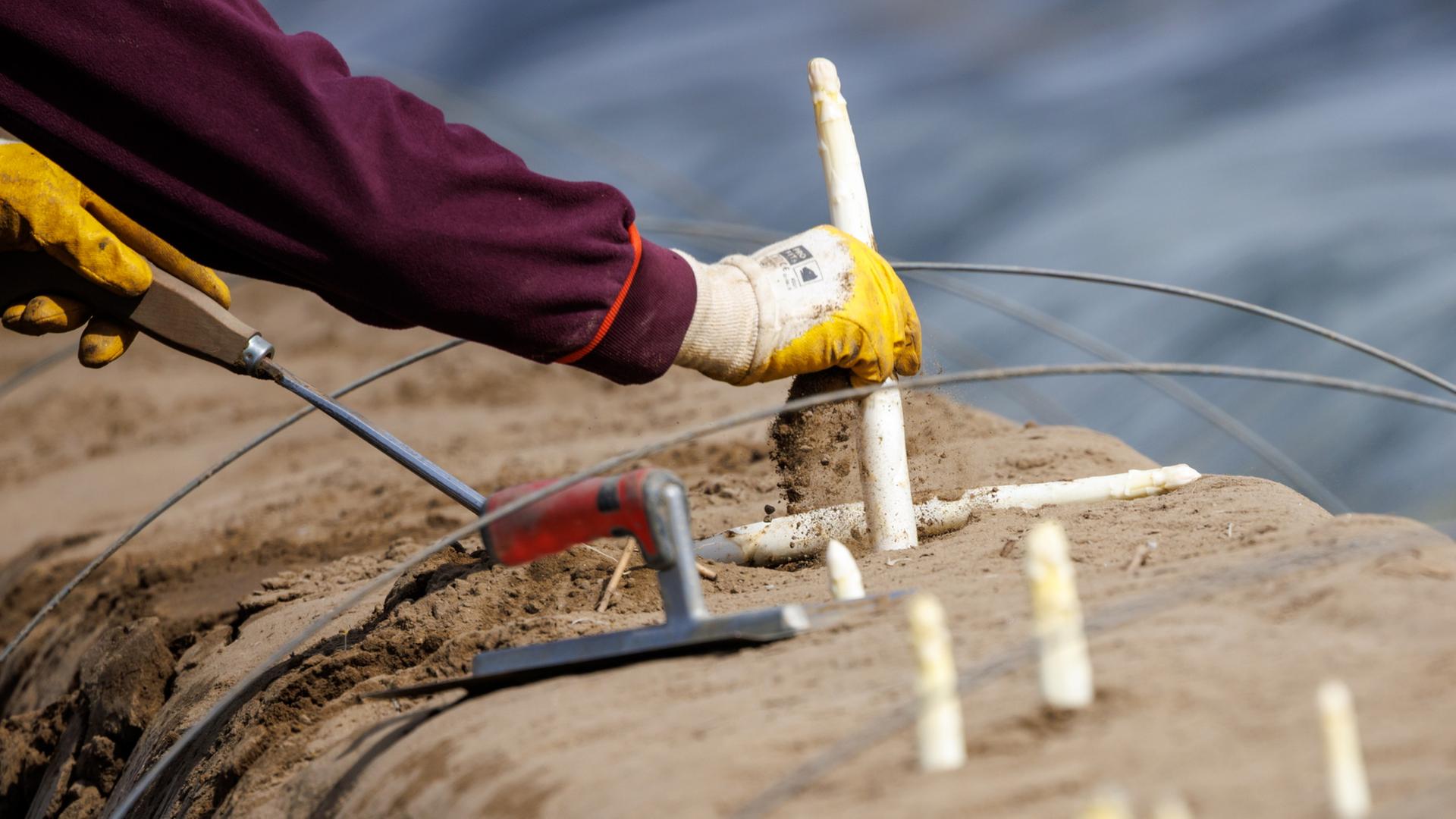 saisonarbeit spargelstechen 100