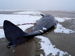 21 02 2026 daenemark fanc3b8 ein pottwal ist bei sc3b8nderho auf der insel fanc3b8 gestrandet