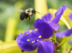 a bumble bee with pollen on its legs hovers over a spiderwort flower