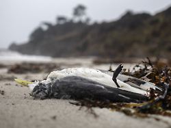 a dead bird is pictured february 11 2026 on a beach in concarneau western france photo by fred tanneau afp