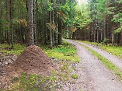 ameisenhaufen am strassenrand eines unbefestigten weges in einem fichtenwald schweden europa