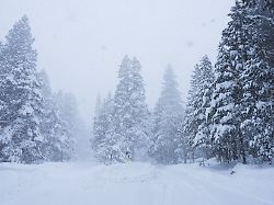 baeume sind waehrend eines sturms mit schnee bedeckt